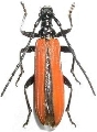Stenoderus suturalis
