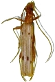 Syllitus schajovskoii