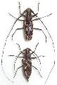 Trirachys externus