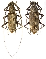 Aeolesthes gloriosa