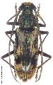 Trirachys holosericeus