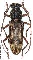 Trirachys indutus