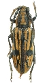 Allodissus sulcatipennis
