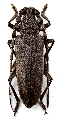 Cerambyx (Cerambyx) carinatus 