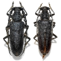 Cerambyx (Cerambyx) carinatus 