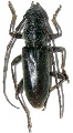 Derolus volvulus