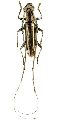 Spinidymasius grossescapus 