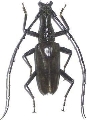 Hoplocerambyx severus
