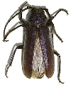 Ischionorox antiqua