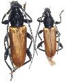 Lachnopterus auripennis