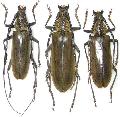Neocerambyx raddei
