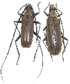 Neocerambyx raddei