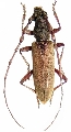 Margites fulvidus