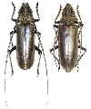 Nadezhdiella japonica