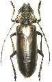 Nadezhdiella japonica