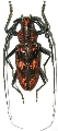 Hemadius oenochrous