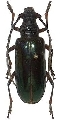 Neoplocaederus basalis