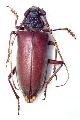 Neoplocaederus pedestris