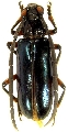 Neoplocaederus glabricollis 