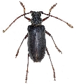 Neoplocaederus pedestris