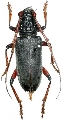 Neoplocaederus ruficornis