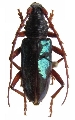 Neoplocaederus viridipennis 