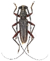 Afrodissus evounai