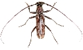 Pachydissus parvicollis 