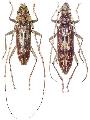 Pseudaeolesthes chrysothrix