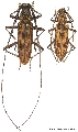 Pseudaeolesthes chrysothrix