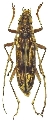 Pseudaeolesthes chrysothrix