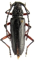 Pseudopachydissus tamdaoensis