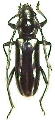 Ptycholaemus signaticollis