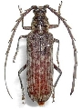 Rhytidodera grandis