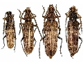 Rhytidodera simulans