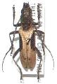 Xoanodera regularis