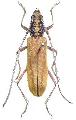 Gibbocerambyx maculicollis