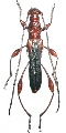 Artimpaza argenteonotata 