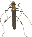 Cleomenes auricollis