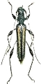 Nida flavovittata 