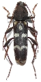 Isotomus speciosus comptus