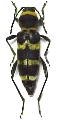 Calloides magnificus 