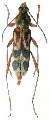 Chlorophorus annularis