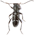 Chlorophorus gratiosus