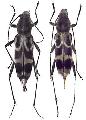 Chlorophorus japonicus