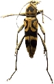 Chlorophorus miwai 