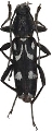 Chlorophorus nivipictus 