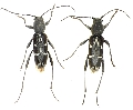 Chlorophorus sartor