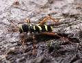 Clytus arietis