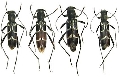 Clytus melaenus 
